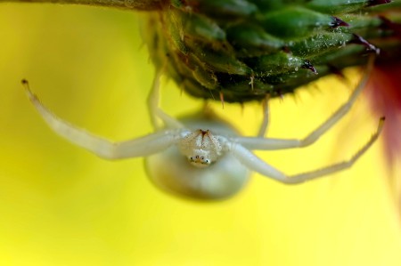 Misumena vatia